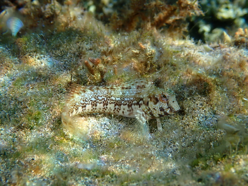 Sal-slijmvis (Parablennius salensis) — Blenniidae