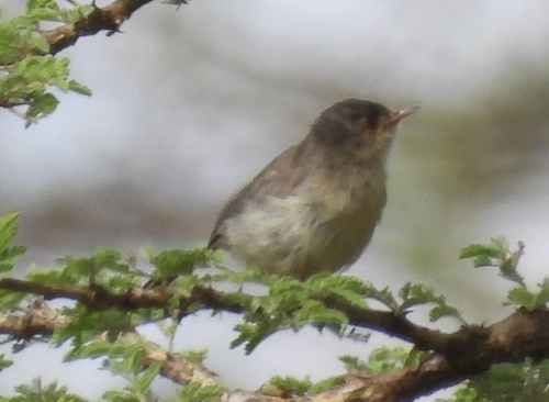Buff-bellied Warbler (Phyllolais pulchella), photo 4