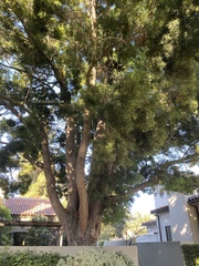 Afrocarpus gracilior