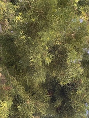 Afrocarpus gracilior