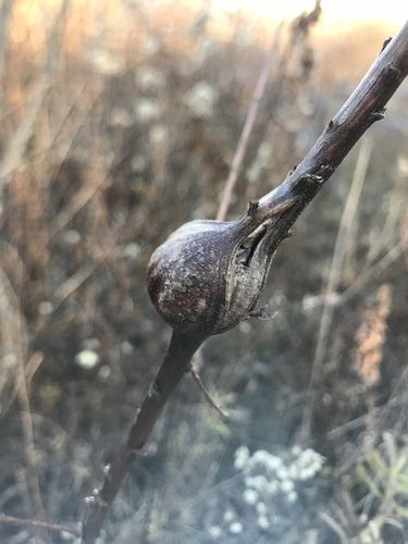 Unknown species found near Richmond Rd, Poughkeepsie, NY, US