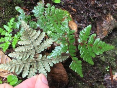 Pentagramma triangularis