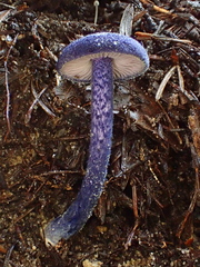 Entoloma subcarneum