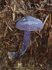 Entoloma subcarneum