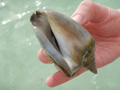 Macrostrombus costatus