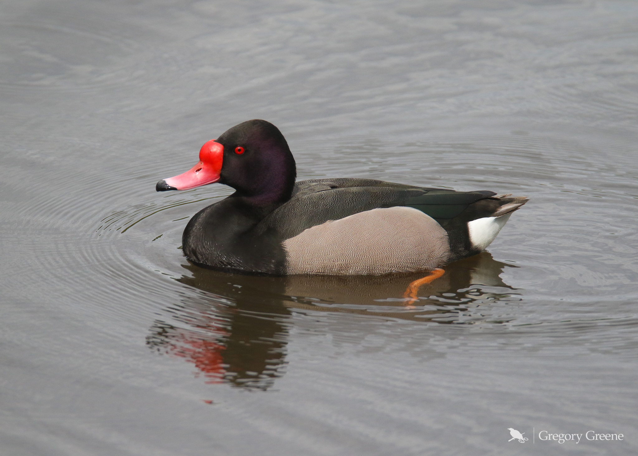 Rosy-billed Pochard (Netta peposaca)