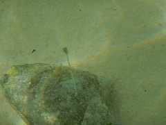 Macrostrombus costatus