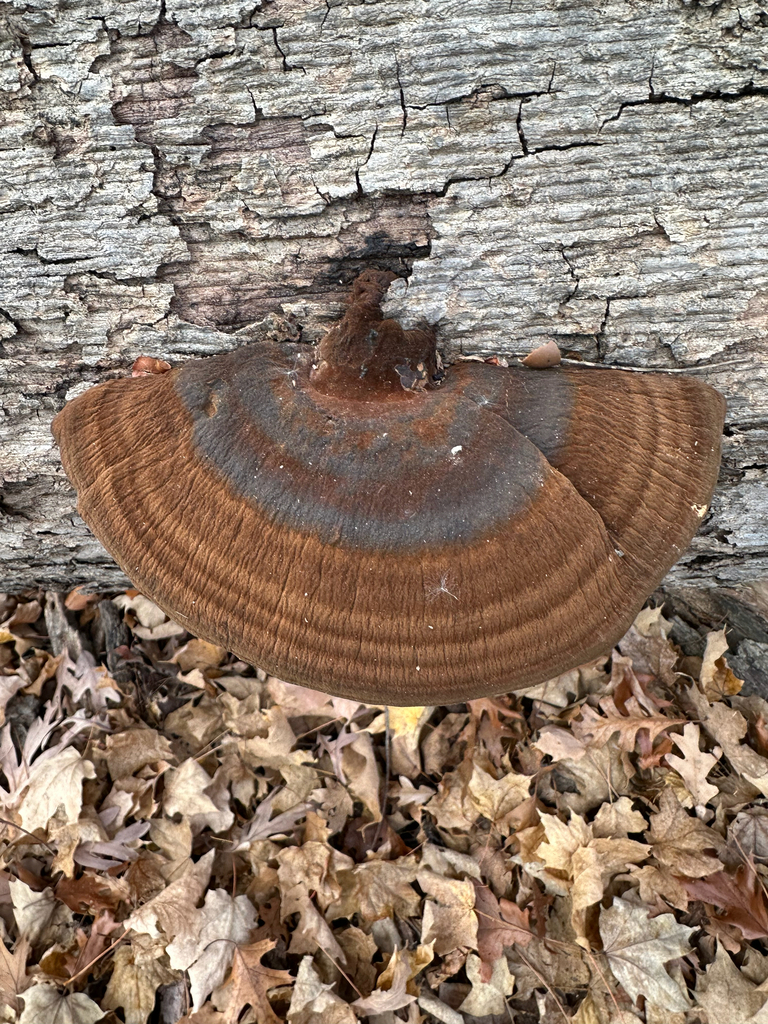 Ischnoderma resinosum · November 2025 · photo: © evanharms (iNaturalist, cc-by)