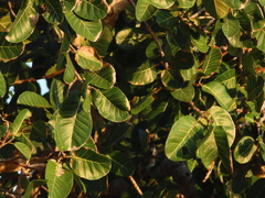 Ficus crocata
