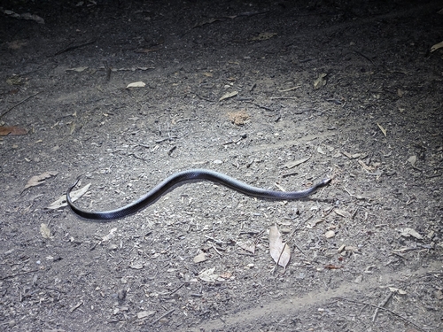 Eastern Small-eyed Snake sighting