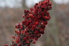 Rhus × borealis
