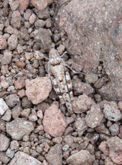 Cibolacris parviceps