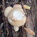 Pear-shaped Puffball from Conshohocken Av & E Country Club - MBFS, Philadelphia, PA 19131, USA on November 08, 2025 at 04:02 PM by Theresa Colecchia