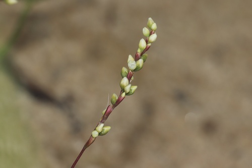 dotted smartweed (Polygonum punctatum)