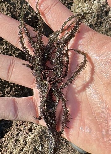 Hairy Seaweed (Cumagloia andersonii)