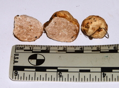 Tuber gibbosum