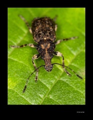 Anthribinae
