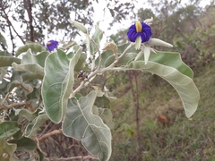Solanum lycocarpum