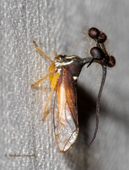 Bocydium globulare