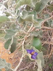 Solanum lycocarpum