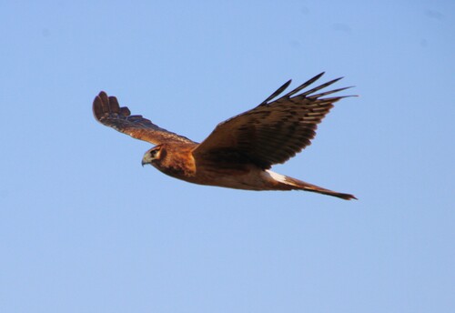 iNaturalist observation photo of Northern Harrier