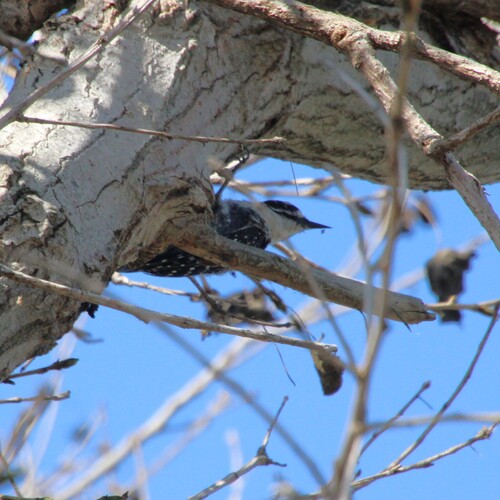 iNaturalist observation photo of Nuttall's Woodpecker