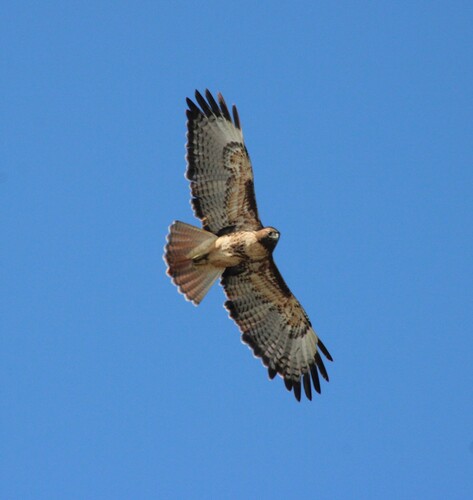 iNaturalist observation photo of Red-tailed Hawk
