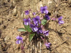 Viola philippica