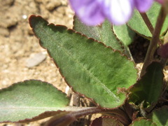 Viola philippica