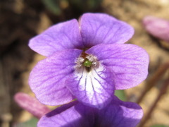 Viola philippica