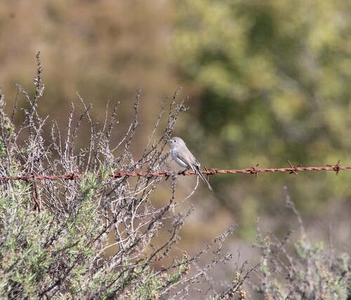 iNaturalist observation photo of Blue-gray Gnatcatcher