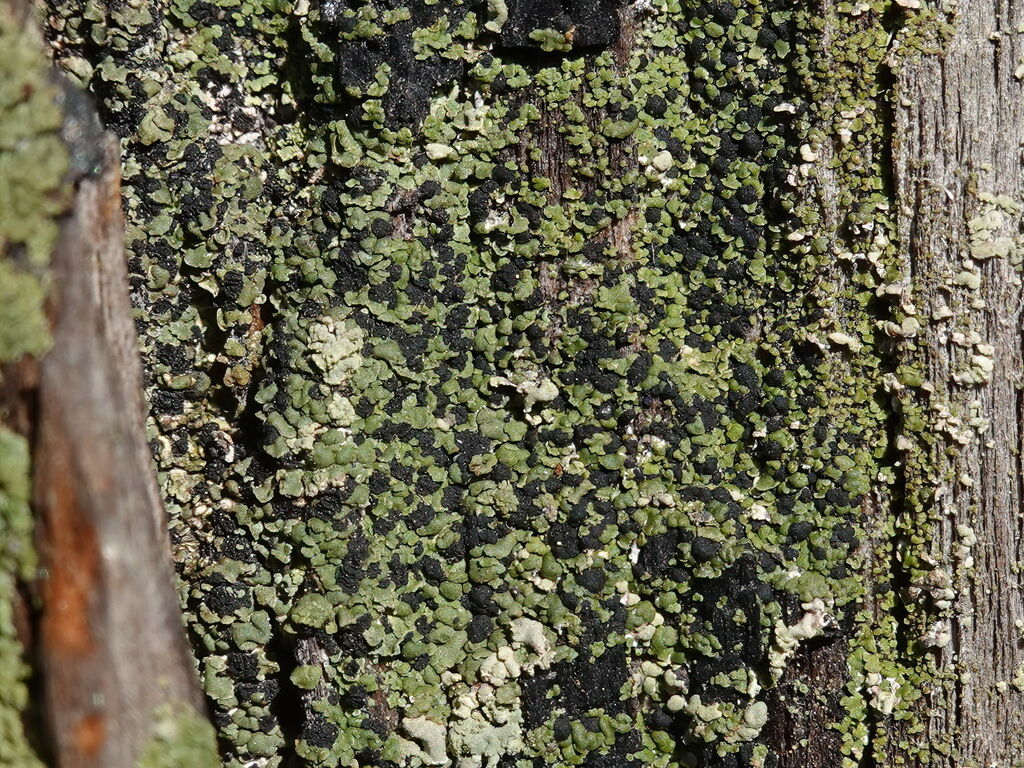 Old-Growth Clam Lichen