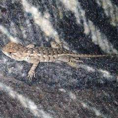 Sceloporus horridus