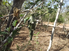 Dictyanthus
