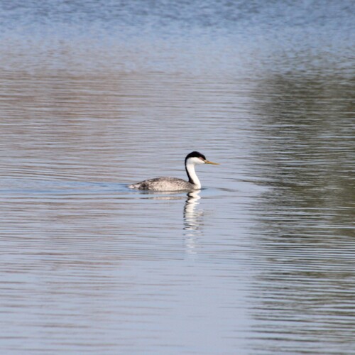 iNaturalist observation photo of Clark's Grebe