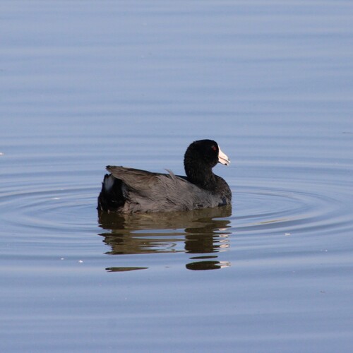iNaturalist observation photo of American Coot