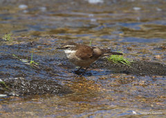White-Winged Cinclodes photo 3