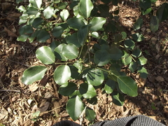 Amyris balsamifera