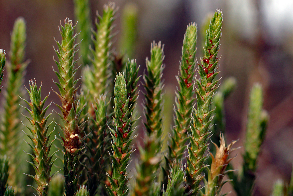 Sand Spikemoss