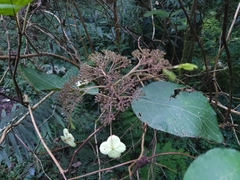 Hydrangea aspera