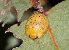 Paropsisterna inspersa