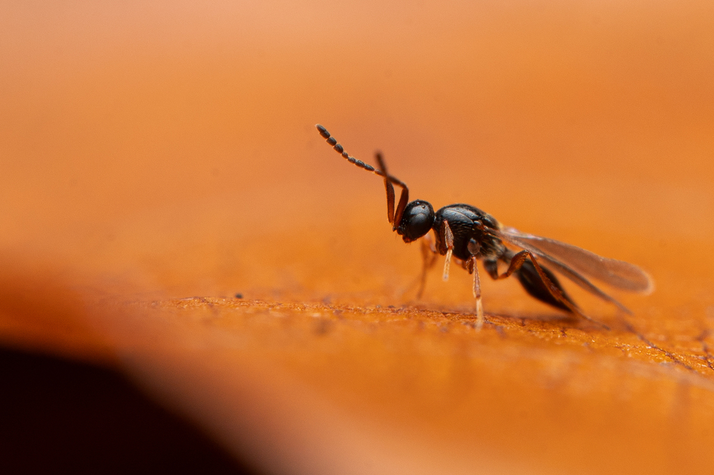 Amblyaspis