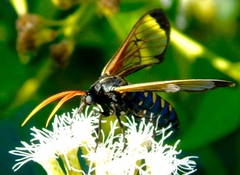 Isanthrene perboscii