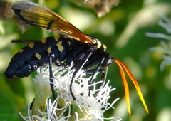 Isanthrene perboscii