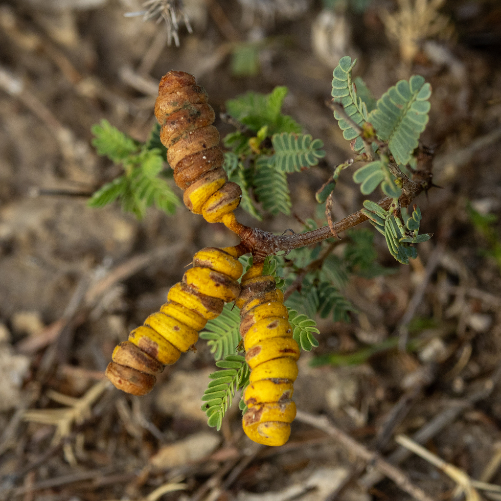 Prosopis cinerascens (A.Gray) Benth.