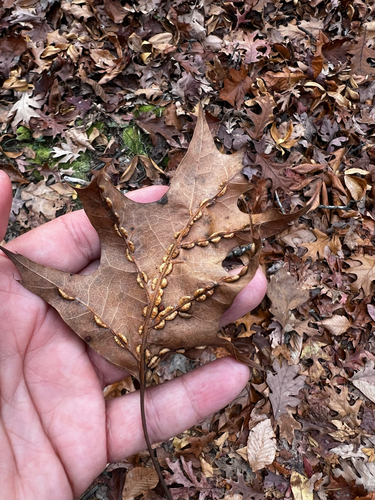 Unknown species found near Fairfax, VA, US