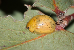 Paropsisterna inspersa