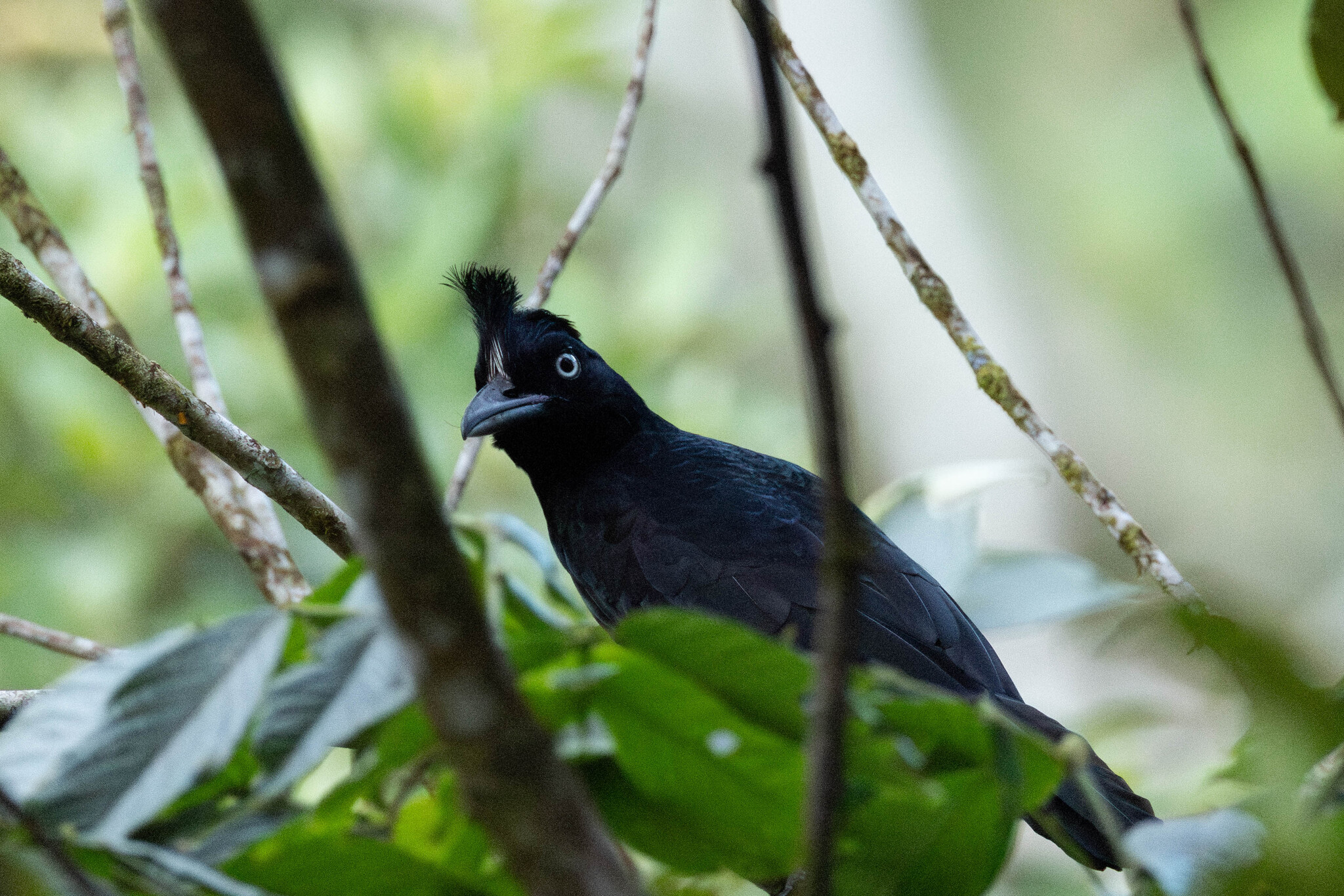 Amazonian Umbrellabird (Cephalopterus ornatus), photo 7