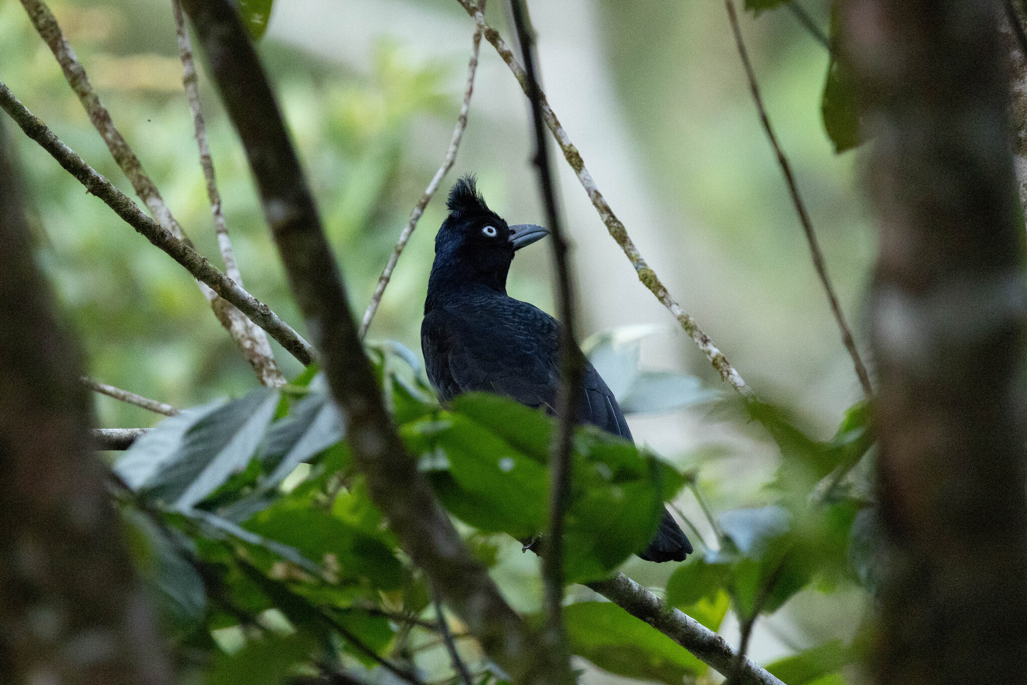Amazonian Umbrellabird (Cephalopterus ornatus), photo 9