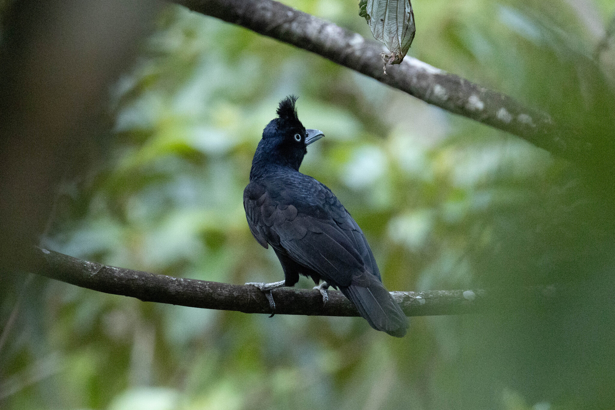 Amazonian Umbrellabird (Cephalopterus ornatus), photo 8